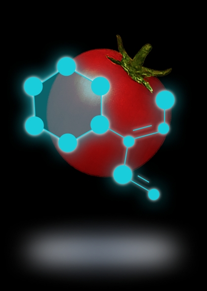 Tomato